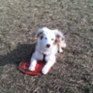 Meet your Posher, Dawn